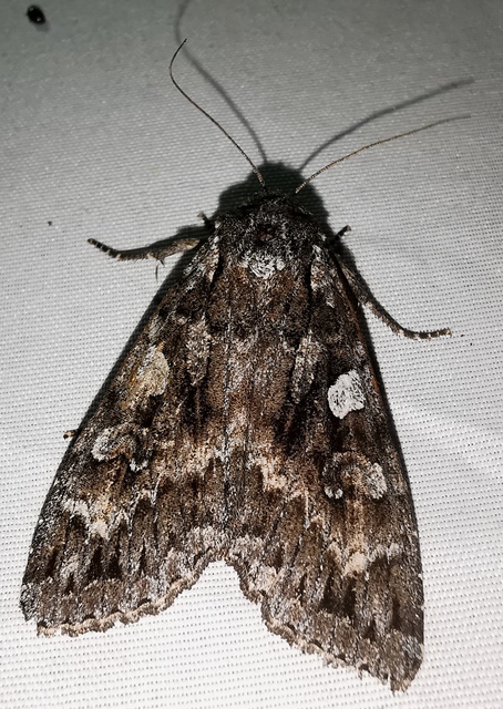 Eurois occulta - óriás hegyibagoly