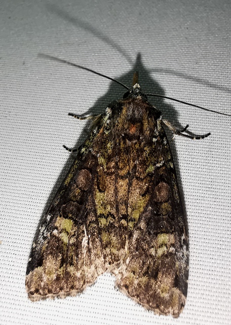 Anaplectoides prasina - zöld hegyibagoly