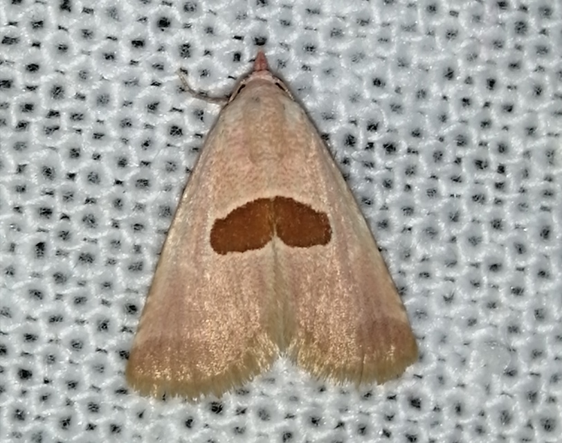 Calymma communimacula - pajzstetűfaló bagoly