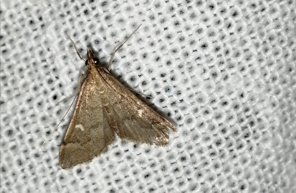 Dolicharthria punctalis - hosszúlábú tűzmoly