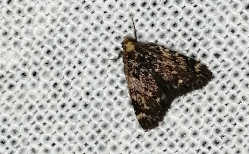 Aglossa signicostalis - hangyailonca