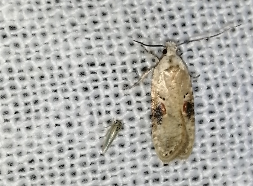 Agonopterix alstromeriana - bürök-laposmoly