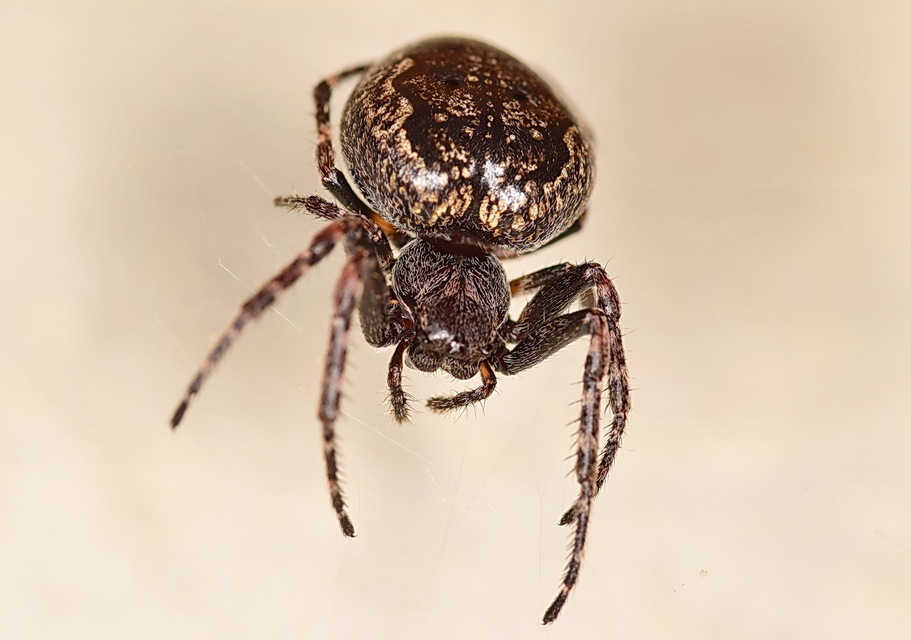 Nuctenea umbratica - közönséges rés-keresztespók