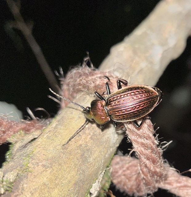 Carabus ulrichii - rezes futrinka Carabus ulrichii - rezes futrinka