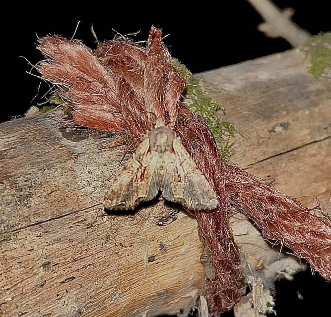 Lacanobia thalassina - borbolya-kertibagoly