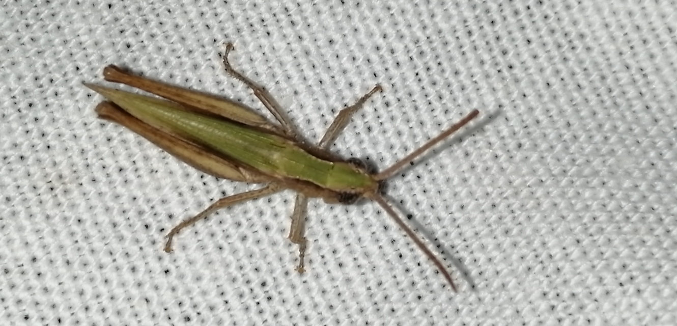 Chorthippus (Chorthippus) (subgenus)