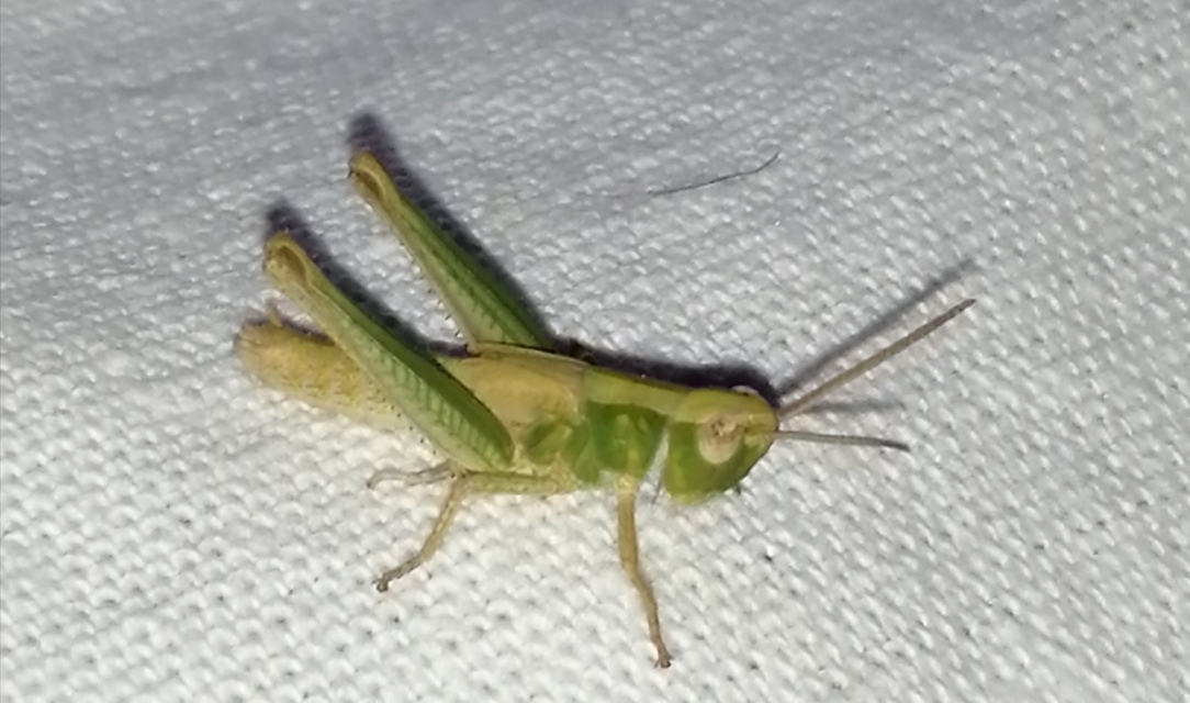 Chorthippus (Chorthippus) (subgenus)
