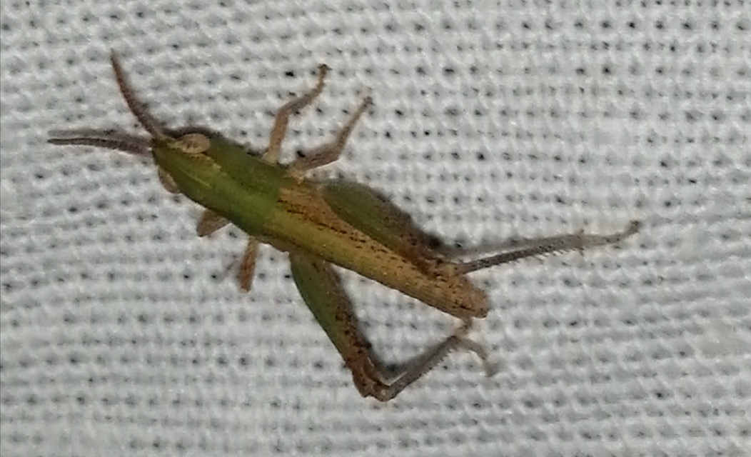 Chorthippus (Chorthippus) (subgenus)