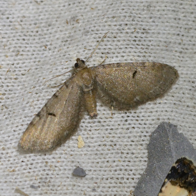 Eupithecia absinthiata - üröm-törpearaszoló