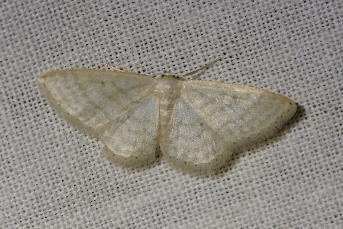 Idaea subsericeata - ötvonalas apróaraszoló