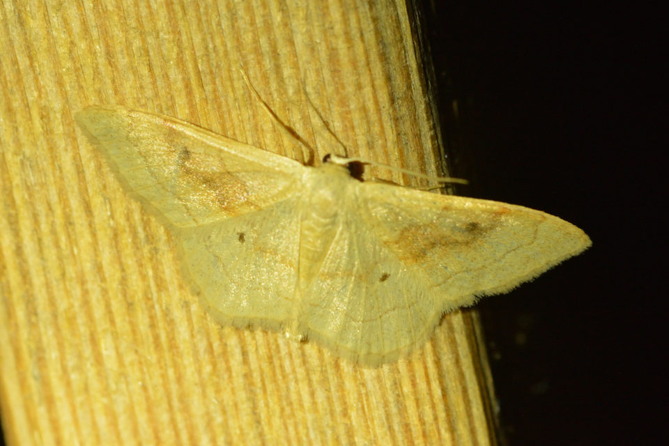 Idaea rubraria - vörössávos araszoló