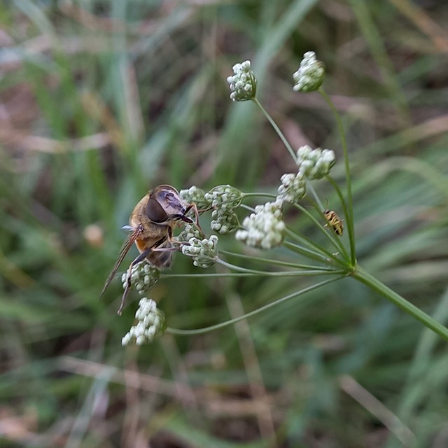 Eristalis similis - hosszúszárnyjegyű herelégy