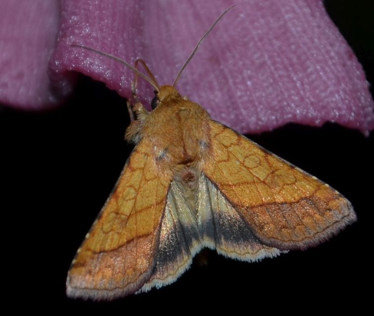 Pyrrhia umbra - iglicebagoly