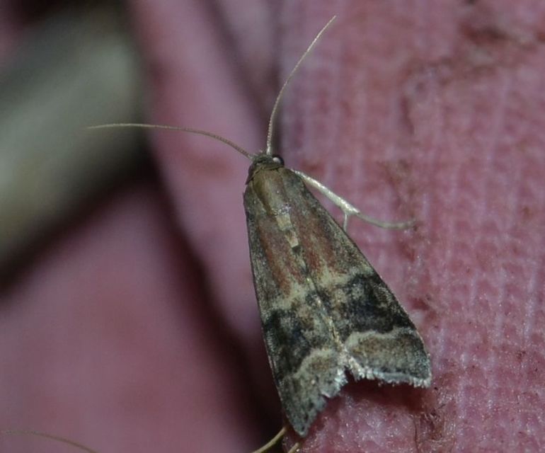 Euzopherodes charlottae - magyar karcsúmoly
