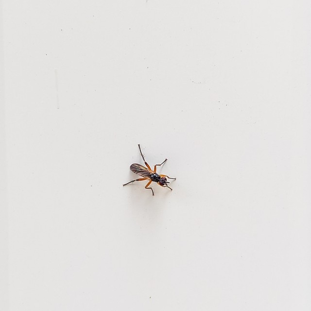 Scathophagidae