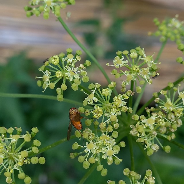 Leskia aurea