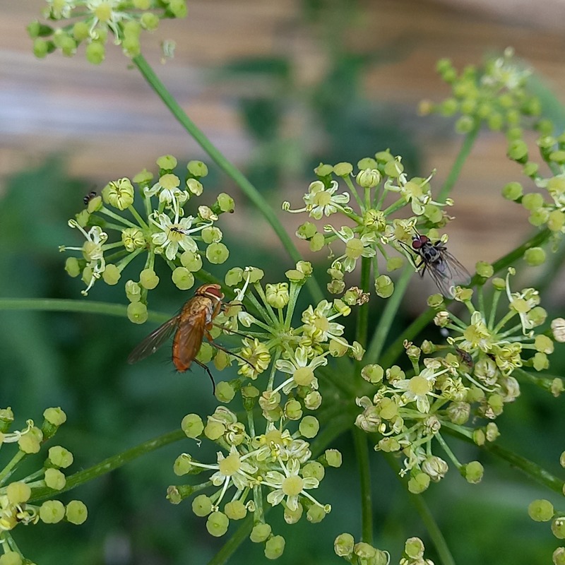 Leskia aurea