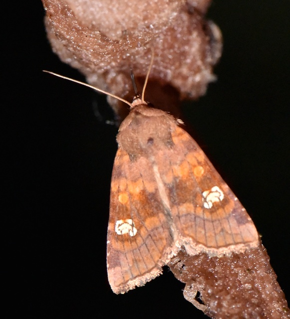 Amphipoea oculea - nagyfoltú lápibagoly