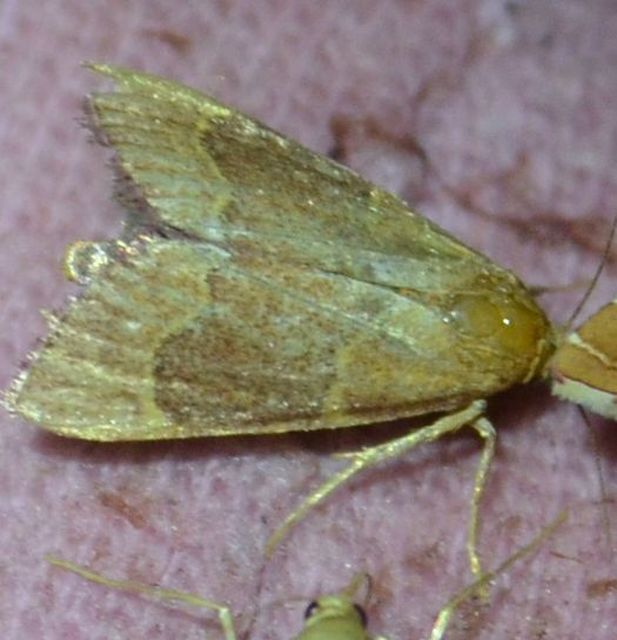 Hypsopygia rubidalis - vörös fényilonca