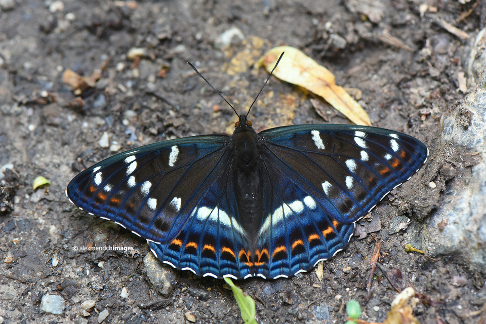 Limenitis populi - nagy nyárfalepke