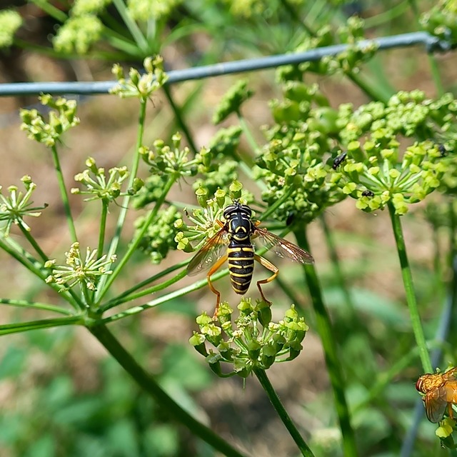 Spilomyia saltuum - keskenysávú odúzengőlégy