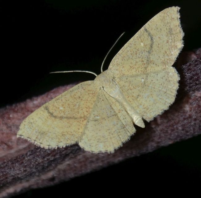 Cyclophora ruficiliaria - vörösrojtú pettyesaraszoló
