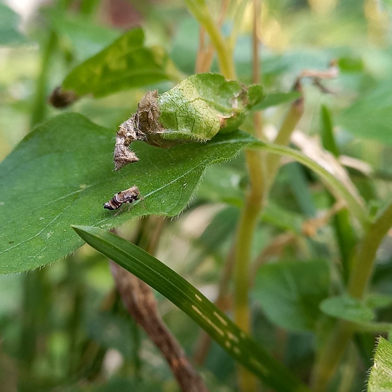 Dicranotropis hamata