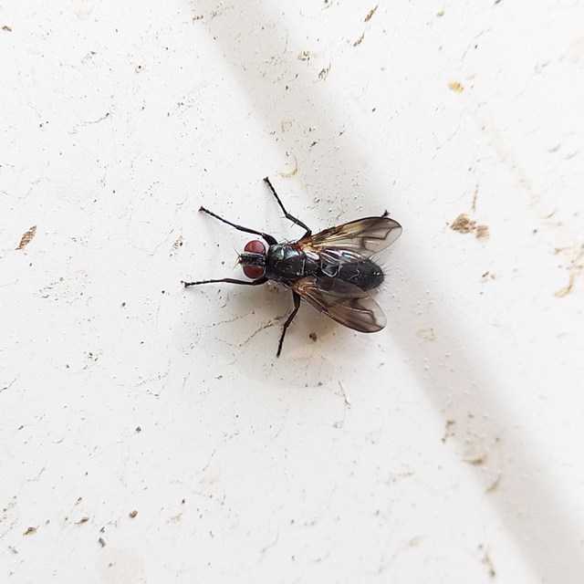 Paykullia maculata