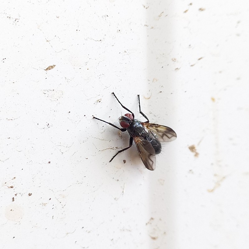 Paykullia maculata