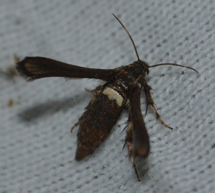 Microsphecia brosiformis - folyófűszitkár
