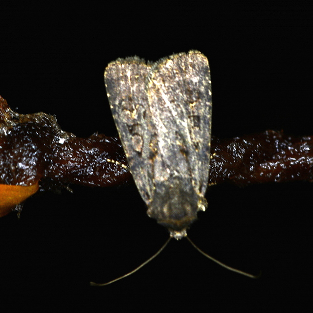 Euxoa nigricans - feketés földibagoly