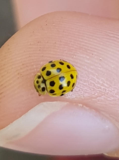 Psyllobora vigintiduopunctata - huszonkétpettyes katica