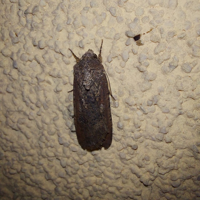 Peridroma saucia - vándor földibagoly