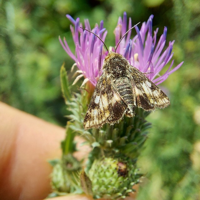 Schinia cardui - keserűgyökér-nappalibagoly