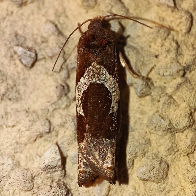 Epiblema foenella - kampósfoltú tükrösmoly