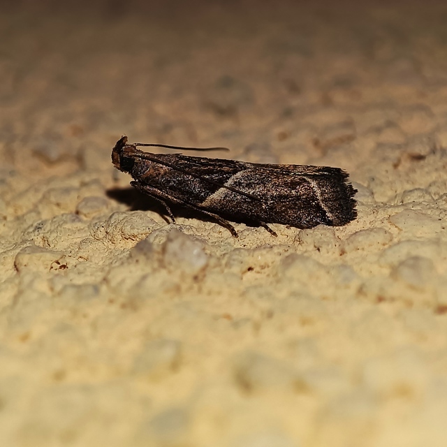 Nyctegretis lineana - agátszínű karcsúmoly