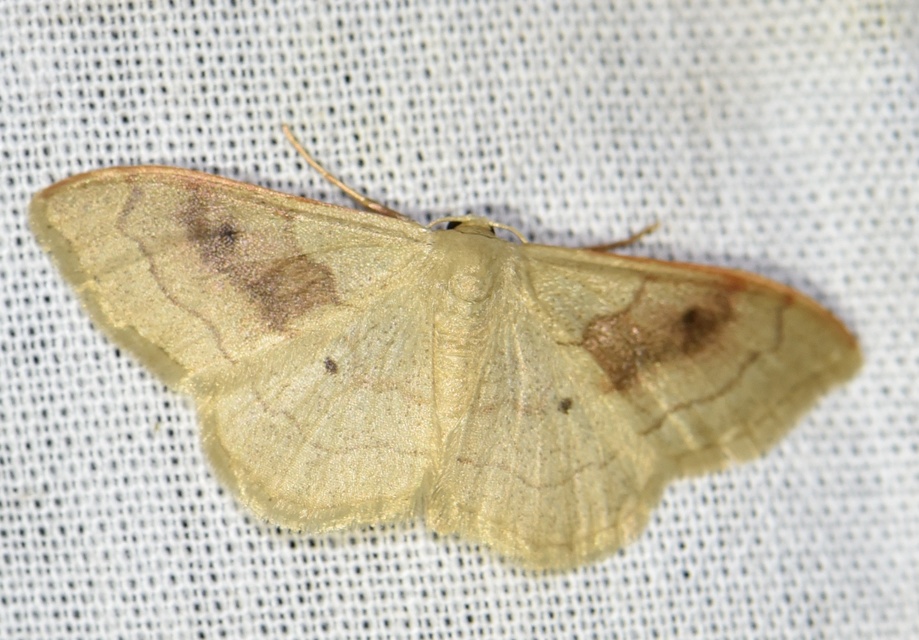 Idaea rubraria - vörössávos araszoló