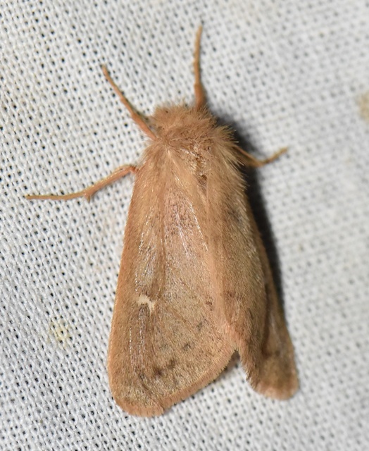 Ocneria rubea - rőt gyapjaslepke