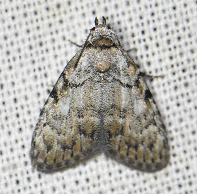 Meganola strigula - hamvas pamacsosszövő