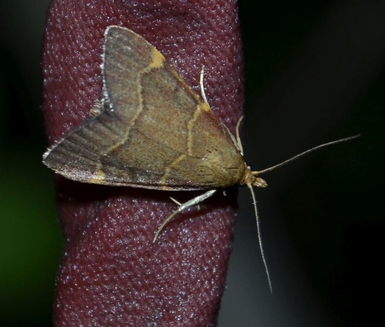 Hypsopygia rubidalis - vörös fényilonca