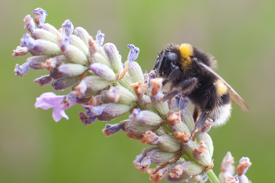 Bombus terrestris/lucorum
