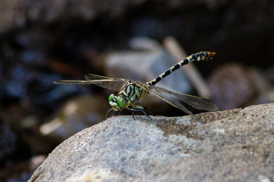 Onychogomphus forcipatus - gyűrűs folyami-szitakötő
