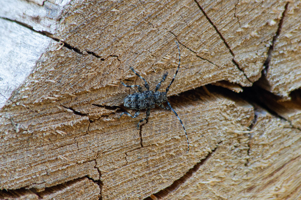 Aegomorphus clavipes - tarka cincér Aegomorphus clavipes - tarka cincér
