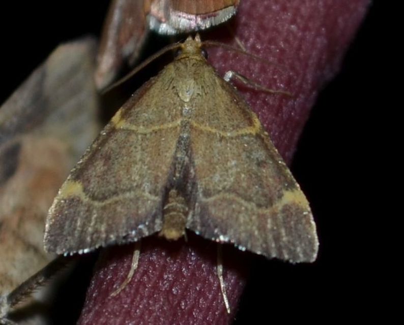 Hypsopygia rubidalis - vörös fényilonca