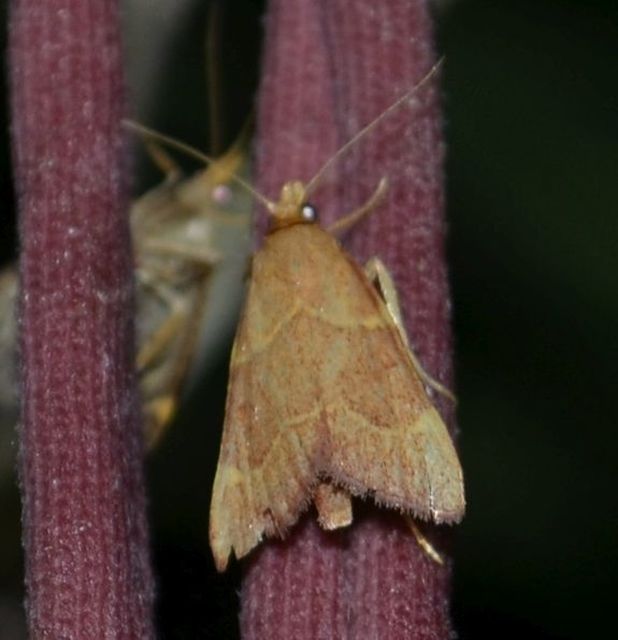 Hypsopygia rubidalis - vörös fényilonca