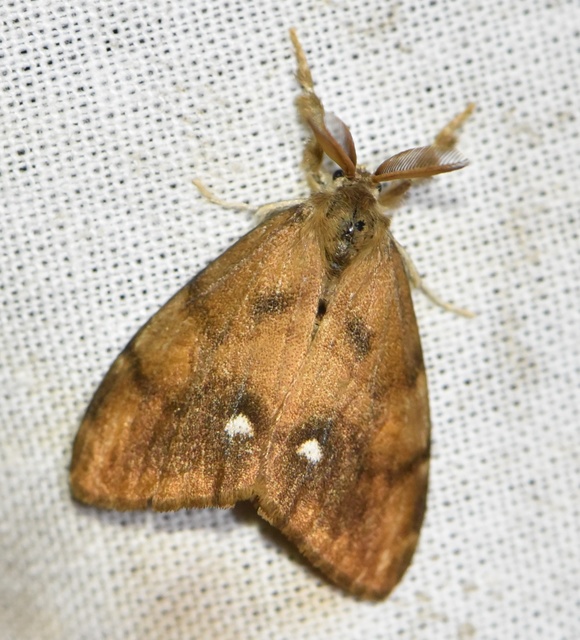 Orgyia antiqua - rozsdabarna kisszövő