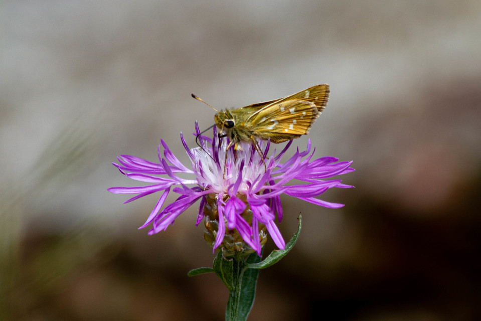 Hesperia comma - vesszős busalepke