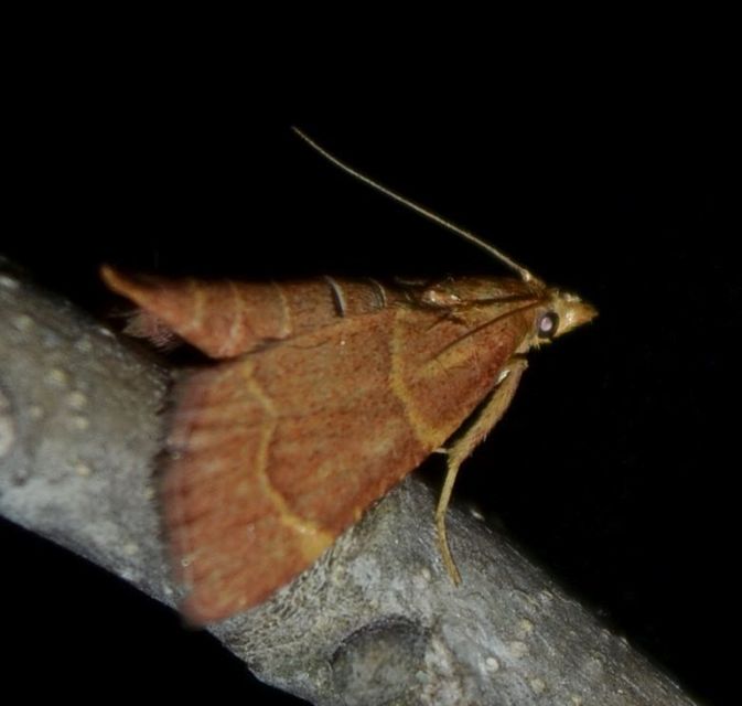 Hypsopygia rubidalis - vörös fényilonca