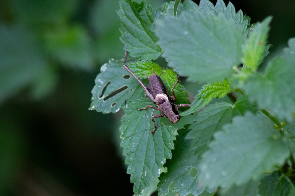 Pholidoptera griseoaptera - szürke avarszöcske