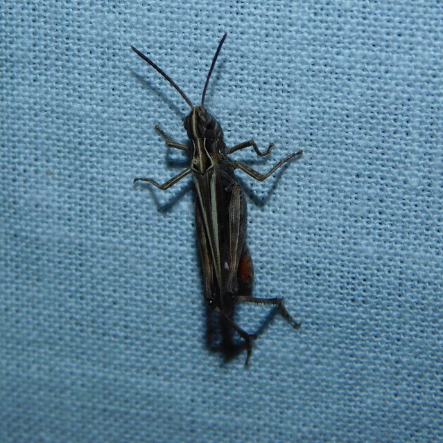 Omocestus rufipes - vöröshasú tarlósáska